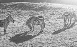 009 - zebras in prattler steppen